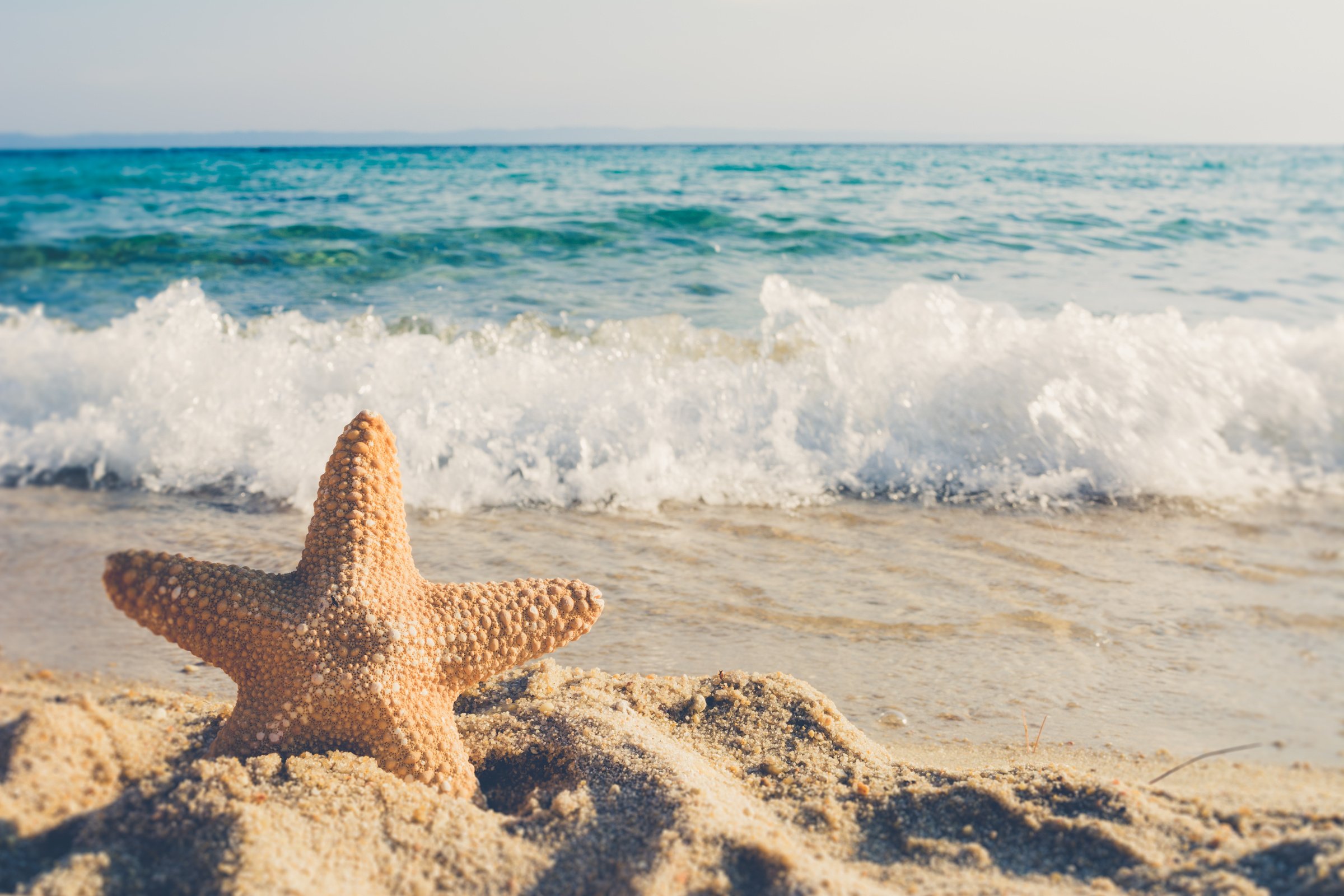 Starfish in the Beach